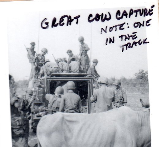 Loading Cattle into Tracks